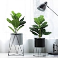 Miniatyrbilde 2 av 5: 2 stk Kunstige Fikenbladfigentrær 19,6 tommer Kunstige Planter Ficus Grøntområder for Bryllup Hage Utenfor