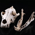 Miniatyrbillede 3 af 5: Ulve Kranie Resin Håndværk Replika Ulve Skelet Model Halloween Fest Dekoration Ornament Banmo