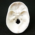 Miniatyrbillede 4 af 5: Menneskelig anatomisk model medicin kranium menneskelig anatomisk anatomi hoved studere anatomi undervisningsmaterialer kranium model QVg YPP