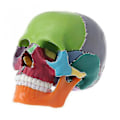 Miniatyrbillede 1 af 5: 4d Adskilt Farve Kranie Anatomisk Model Aftageligt Undervisningsværktøj PFK