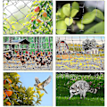 Miniatyrbillede 4 af 5: 15m x 15m Fuglebeskyttelsesnet Fuglenet Plante Net Dam Net Have Net Til Have, 5 x 5 cm Store Huller