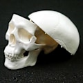 Miniatyrbillede 5 af 5: Menneskelig anatomisk model medicin kranium menneskelig anatomisk anatomi hoved studere anatomi undervisningsmaterialer kranium model QVg YPP