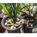 Miniatyrbild 4 av 5: Dekorativa stenar, 0,5 kg, Multicolor