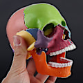 Miniatyrbild 2 av 5: 4d Demonterad Färg Skalle Anatomisk Modell Avtagbart Läroverktyg