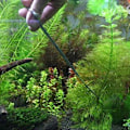 Miniatyrbillede 4 af 5: Akvarium Terrarium Saks Plantningssaks, Rustfrit Stål Akvariu XiXi