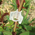 Miniatyrbillede 5 af 5: Havearbejde Podningsclips Bekvemmelighed Til Podede Frøplanter Plastik Have Grøntsag Blomst 100 stk. bd