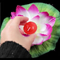 Miniatyrbillede 4 af 5: 10 Stykker Lotus Flydende Lanterner Flydende Lys Lys Kunstfærdige Flydende Farverige Lotus Med Ægte Lys Pool Lys Flyde Til Have Bryllupper Ho