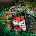 Miniatyrbillede 5 af 5: 20 stk. Fiskeagn Burfælde Fiskelokkemad Foderkurv Plastik Agnspand til Krebs Rejer Orm