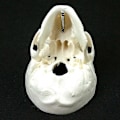 Miniatyrbillede 2 af 5: Menneskelig anatomisk model medicin kranium menneskelig anatomisk anatomi hoved studere anatomi undervisningsmaterialer kranium model QVg YPP