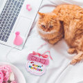 Miniatyrbild 2 av 5: Pet Cat Hund Grattis på födelsedagen Haklapp och festhatt Mini Doggy Cat Födelsedag Bandana Scarfs Pet Födelsedag Outfit Husdjur Kostymer Pink