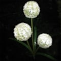 Miniatyrbillede 5 af 5: Solcelleblomstlys Udendørs Have Græsplæne Landskab Lampe Simuleret Vandafvisende Blomst Natlys Landskab Lampe