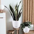 Miniatyrbild 4 av 5: Självbevattnande blomkrukor för inomhus- och utomhusbruk Vita 13 cm (3 st) White S
