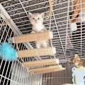 Miniatyrbild 3 av 5: Klösställning i sisalrep - Kattstege - Klätterbro för katter - Väggmonterad klätterställning - Kattmöbel (100 cm)