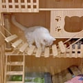 Miniatyrbild 4 av 5: Klösställning i sisalrep - Kattstege - Klätterbro för katter - Väggmonterad klätterställning - Kattmöbel (100 cm)