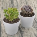 Miniatyrbild 5 av 5: Förpackning med 8 blomkrukor på 10 cm med hål, små kaktus krukor, runda plast krukor, blomkruka med fat för kontor balkong, färgglada white