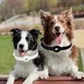 Miniatyrbillede 7 af 7: Justerbart hundehalsbånd til AirTag Svart