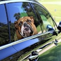 Pikkukuva 3 / 5: Bulldog Oikeanpuoleinen Auton Ikkunan Vinyyli Tarra
