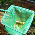 Miniatyrbillede 3 af 5: 3 stk. 4 tommer akvariefisk net, 25 x 10 cm