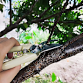 Miniatyrbild 4 av 4: Seccatörer kompatibla för trimning av växter, bonsai