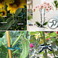 Miniatyrbilde 5 av 5: Hagesupportklips for planter, støtteklemmer for søte planter og blomster 4,5