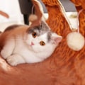 Miniatyrbild 4 av 5: Kattunnel leksak hopfällbar leopardtunnel husdjursleksak med rolig kattboll