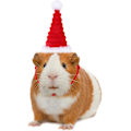Miniatyrbilde 3 av 5: Pakke med liten julehatt for kjæledyr, liten julehatt for kanin, hamsterjulehatter for hamster, julehodeplagg for små dyr for kanin, hamster