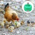 Miniatyrbillede 4 af 4: Varmelampe til kæledyr, hønsehusvarmer, temperaturjusterbar rugelampe til