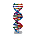 Pikkukuva 1 / 5: QingHai DNA-mallit Kaksoiskierukka Rakenne Opetuslelu ABS Kaksoiskierukka DIY Ihmisen Geenit Biologian Tieteelle