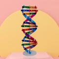 Miniatyrbillede 3 af 5: QingHai DNA Modeller Dobbelt Helix Struktur Undervisningslegetøj ABS Dobbelt Helix DIY Menneskelige Gener til Biologisk Videnskab