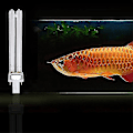 Miniatyrbillede 2 af 2: 2 stk. 11W Ultraviolet UV Desinfektionslyslamper UV Steriliseringslys Pærer til Sterilisator Fiskekum (AGE)[C]
