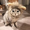 Miniatyrbild 4 av 5: Man-Peruk för Katt Husdjur Justerbar Tvättad Bekväm Hårig Kattkläder för Halloween Jul Påsk Festivalfest [C] 1