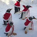 Miniatyrbild 3 av 5: Hundkläder för Jul Katt Jul Semesterdräkt Röd Julkapp Huvad Kappa Vinter Ytterkläder L