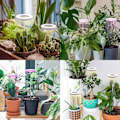 Miniatyrbillede 5 af 5: 1 stk. Vækstlys Indendørs Fuld Spektrum, Indendørs Imitation Sol Vækstlampe Egnet Til Indendørs Planter Kødfyldte Blomster Ideel Til Små Planter black