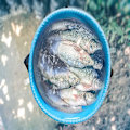 Miniatyrbild 4 av 6: Hopfällbar skål för fiske, hopfällbar tvättkorg för camping, hopfällbar hink, vattenbehållare, tvättkorg, bärbar hink, hopfällbar skål för camping