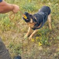 Pikkukuva 3 / 5: 2-osainen koirapallo köydellä, kestävä vahva kumipallo köydellä, ihanteellinen poimimiseen, kiinniottoon, heittoon ja vetoon (7 cm, sininen + keltainen)