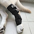 Miniatyrbild 3 av 5: Hund Hock Stöd Justerbara Knäskydd Ledskydd Skyddar Förebygger Skador För Husdjur (m)