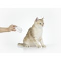 Miniatyrbillede 3 af 11: PETKIT, LED negleklipper PRO