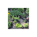 Miniatyrbillede 3 af 4: Vandingsslange AQUA-DROP 1/2" - 25m Black