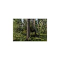 Miniatyrbilde 4 av 7: Presenning CAMOforest 1,5 x 2,4m 90g/m² Green