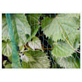 Miniatyrbillede 3 af 3: Set of 4 products. BIRD NET7g/m2   19x19mm 5x10m