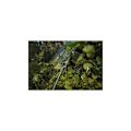Miniatyrbilde 6 av 7: Presenning CAMOforest 1,5 x 5m 90g/m² Green