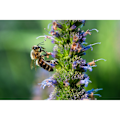 Miniatyrbillede 4 af 7: Tamron 90mm f/2.8 Di III Macro VXD lens for Nikon