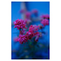 Miniatyrbillede 8 af 11: Fujinon XF 50 mm f/1.0 R WR objektiv