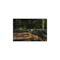 Miniatyrbillede 5 af 7: Presenning CAMOforest 3 x 4m 90g/m² Green