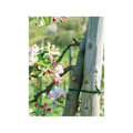 Miniatyrbilde 2 av 2: Fleksibelt mykt slips for planter 3,9 x 30m Green