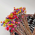 Miniatyrbilde 5 av 5: 100 Stilker Naturlige Tørre Blomster Brasiliansk Liten Stjerne Tusenfryd Dekorativ Tørkede Blomster Mini Tusenfryd Kamille Bukett for Bryllup Blomsterarrangementer Hjem De