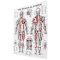 Pikkukuva 5 / 5: Aivojen anatomian juliste, 2 kpl laminoitu ihmisaivojen kaavio, lihas