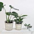 Miniatyrbild 5 av 5: 20 st Mini Metallhink Bärbar Blomkruka Vas Planteringskärl Söt Låda För Bröllopsfest