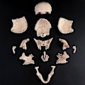 Miniatyrbilde 2 av 2: 4d demontert fargeskalle anatomisk modell