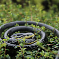 Miniatyrbillede 4 af 4: Realistisk Gummislange Sort Mamba Slange Legetøj Der Ser Ægte Ud Prank Sort Mamba Slange 132 cm Lang